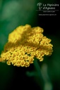 Achillea filipendulina 'Coronation Gold' - La Pépinière D'agnens