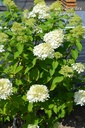 Hydrangea paniculata 'Limelight'- La pépinière d'Agnens