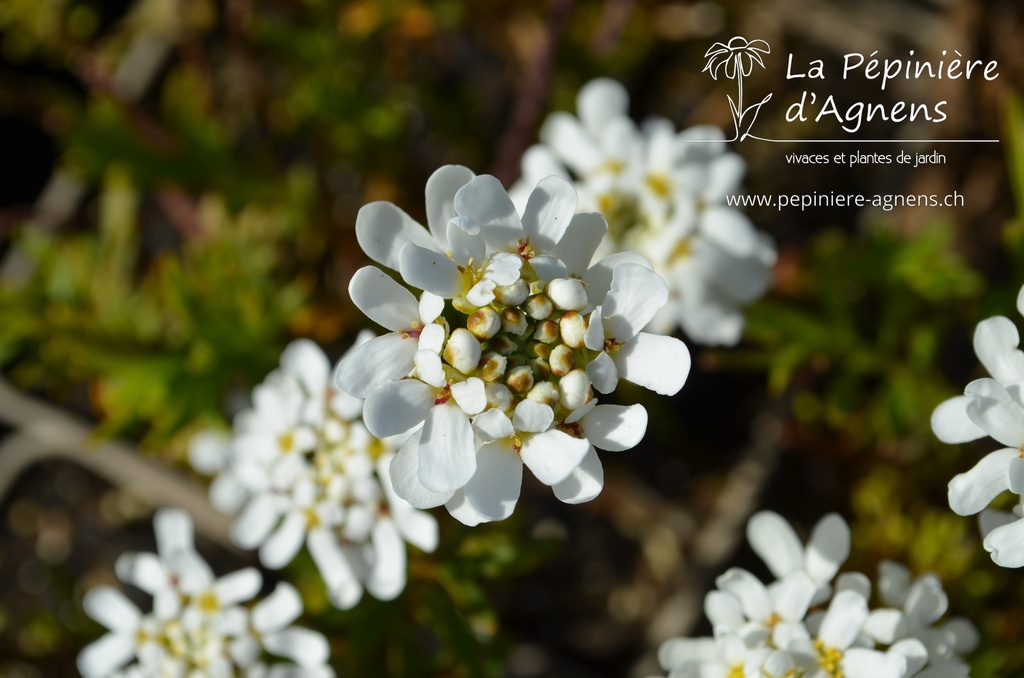 Iberis sempervirens 'Schneeflocke'- La pépinière d'Agnens