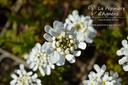 Iberis sempervirens 'Schneeflocke'- La pépinière d'Agnens