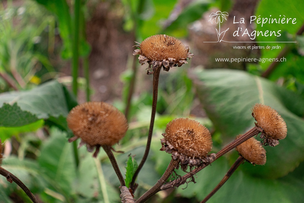 Inula helenium - La pépinière d'Agnens