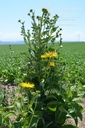 Inula helenium - La pépinière d'Agnens