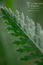 Achillea filipendulina 'Coronation Gold' - La Pépinière D'agnens