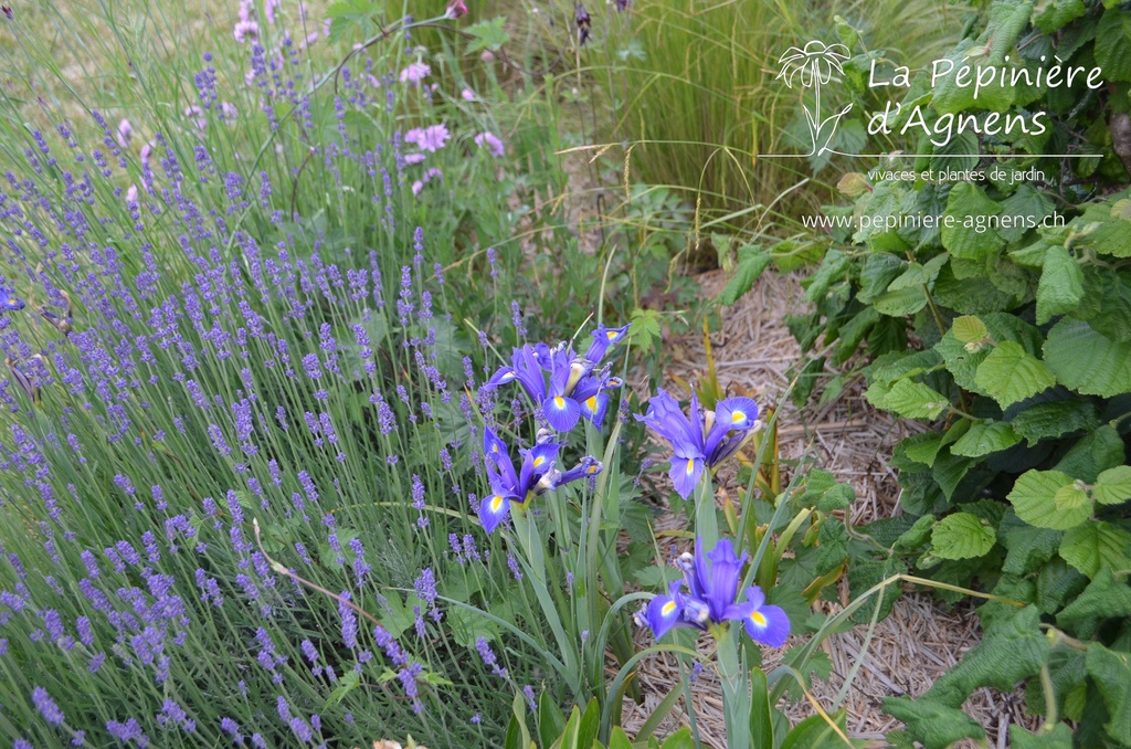 Iris hollandica 'Blue Magic' - La pépinière d'Agnens