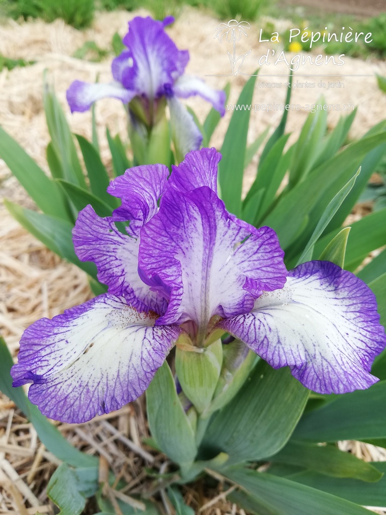 Iris pumila 'Petite Polka'- la pépinière d'Agnens