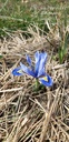 Iris reticulata 'Alida' - La pépinière d'Agnens