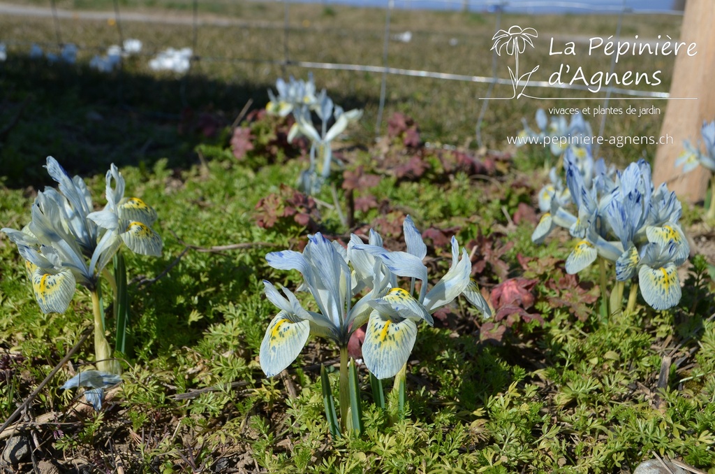 Iris reticulata 'Katherine Hodgkin' - La pépinière d'Agnens