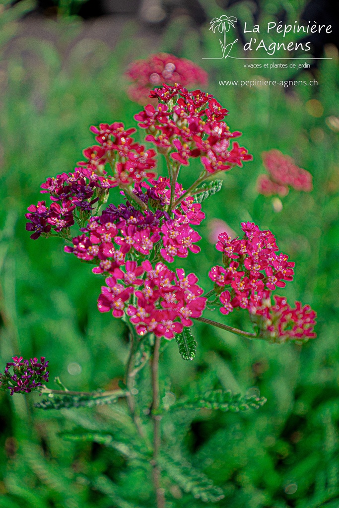 Achillea millefolium 'Cassis' - La Pépinière D'agnens