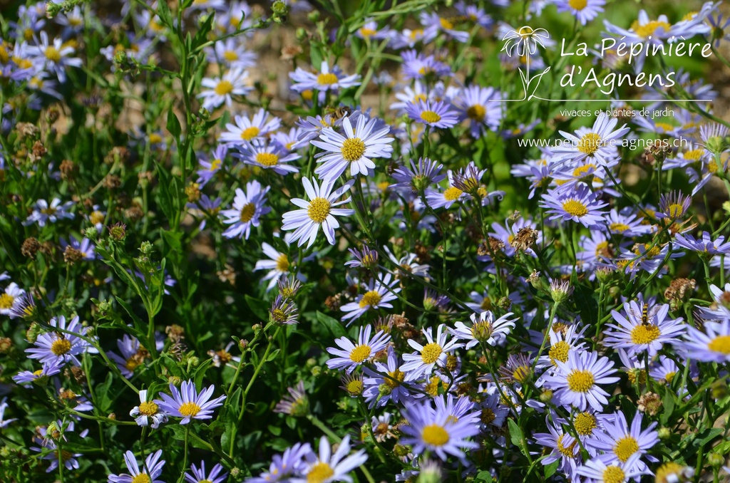 Kalimeris incisa 'Blue Star'  - La pépinière d'Agnens