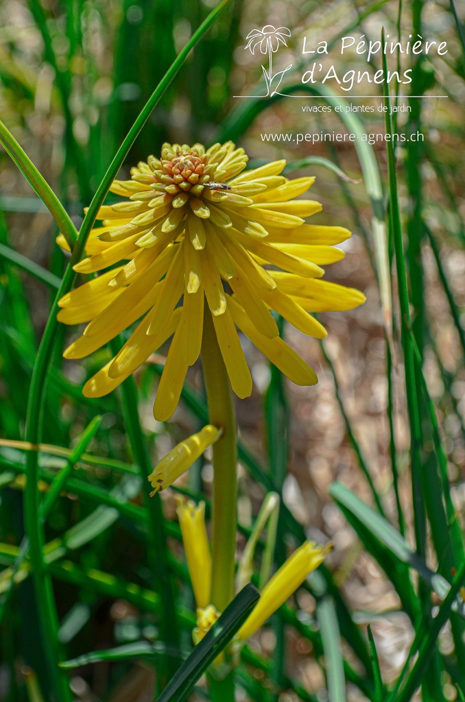 Kniphofia hybride 'Banana Popsicle' - La pépinière d'Agnens