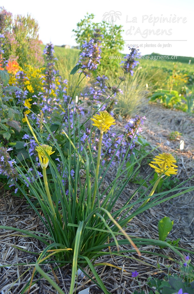 Kniphofia hybride 'Banana Popsicle' - La pépinière d'Agnens