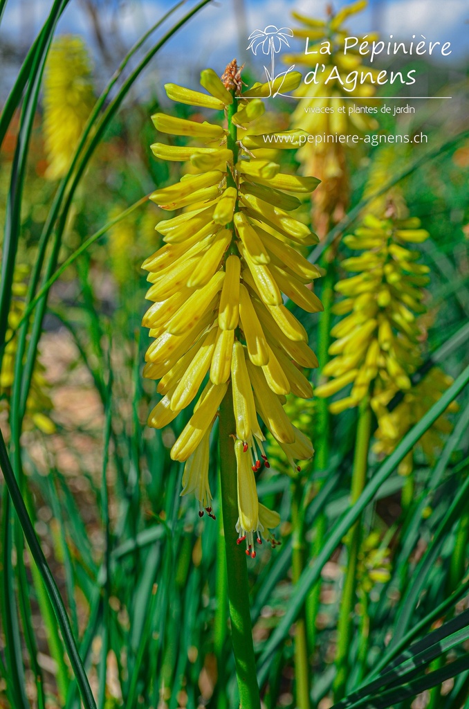 Kniphofia hybride 'Lemon Popsicle' - La pépinière d'Agnens