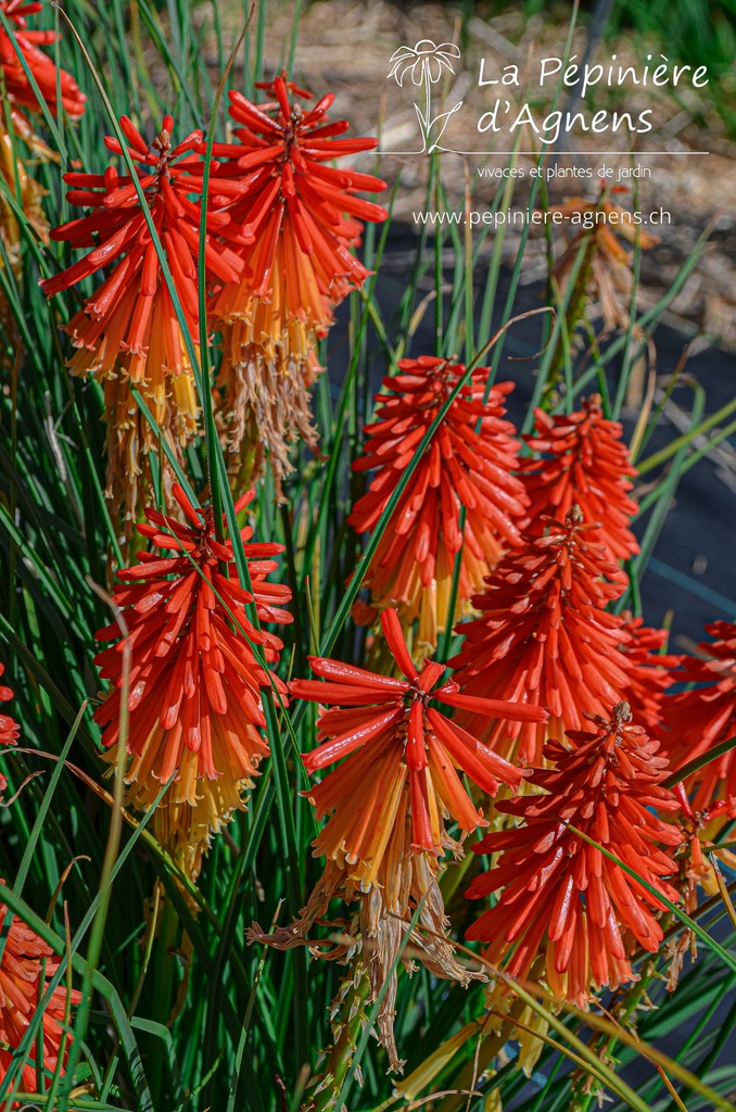 Kniphofia hybride 'Papaya Popsicle' - La pépinière d'Agnens