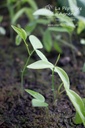 Lathyrus vernus - La pépinière d'Agnens