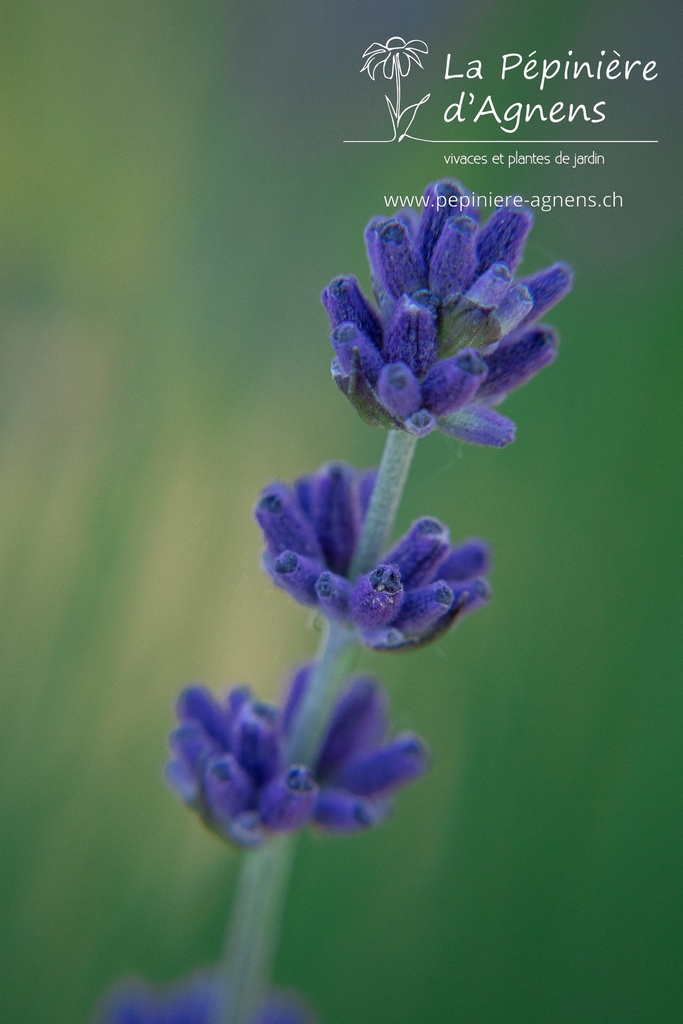 Lavandula angustifolia 'Hidcote Blue' - La pépinière d'Agnens