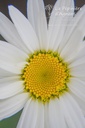 Leucanthemum superbum 'Becky' - La pépinière d'Agnens