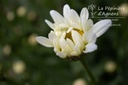 Leucanthemum superbum 'Becky' - La pépinière d'Agnens