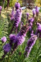 Liatris spicata - La pépinière d'Agnens