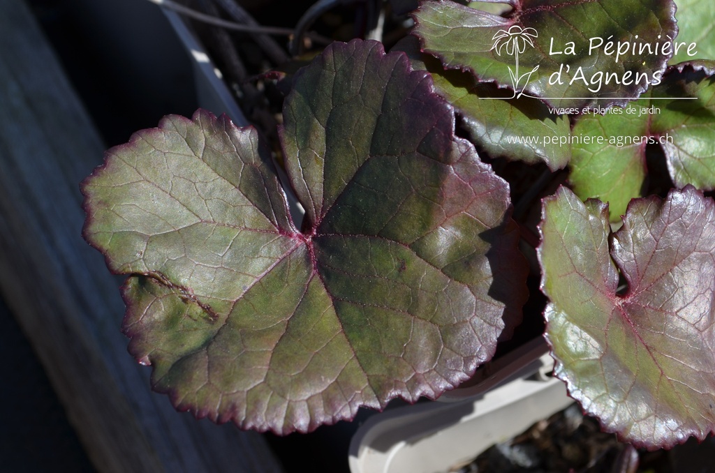 Ligularia dentata 'Midnight Lady' - La pépinière d'Agnens