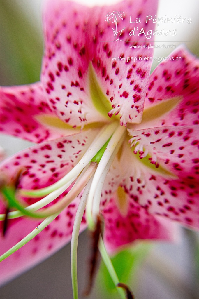 Lilium speciosum var rubrum - La pépinière d'Agnens