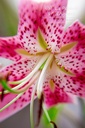 Lilium speciosum var rubrum - La pépinière d'Agnens