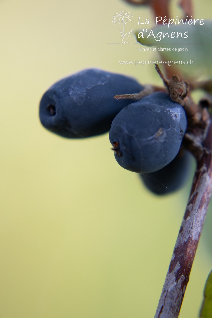 Lonicera kamtschatica 'Maistar' - La pépinière d'Agnens