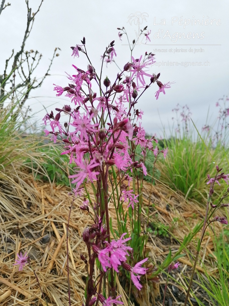 Lychnis flos-cuculi