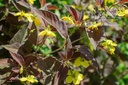 Lysimachia ciliata 'Firecracker' - La pépinière d'Agnens