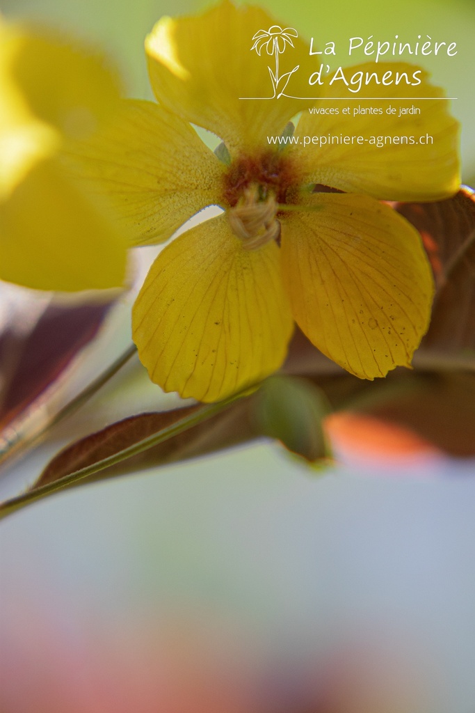 Lysimachia ciliata 'Firecracker' - La pépinière d'Agnens