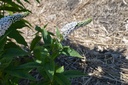 Lysimachia clethroides - La pépinière d'Agnens