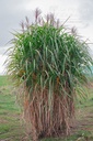 Miscanthus giganteus (x) - La pépinière d'Agnens