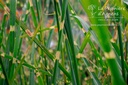 Miscanthus sinensis 'Strictus' - La pépinière d'Agnens