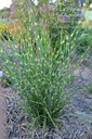 Miscanthus sinensis 'Strictus' - La pépinière d'Agnens