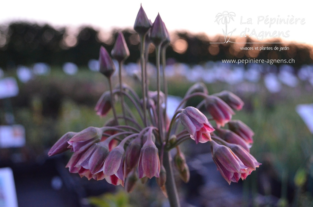 Nectaroscordum siculum ssp. bulgaricum - La pépinière d'Agnens