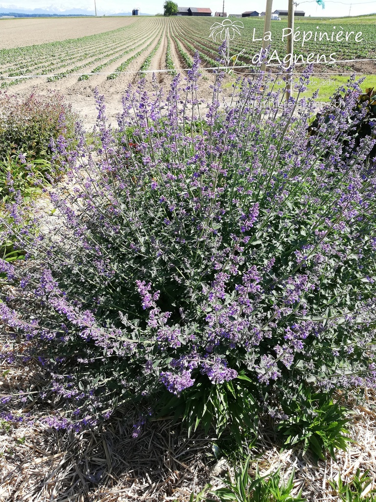 Nepeta faassenii (x) 'Six Hills Giant' - La pépinière d'Agnens