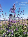 Nepeta faassenii (x) 'Six Hills Giant' - La pépinière d'Agnens