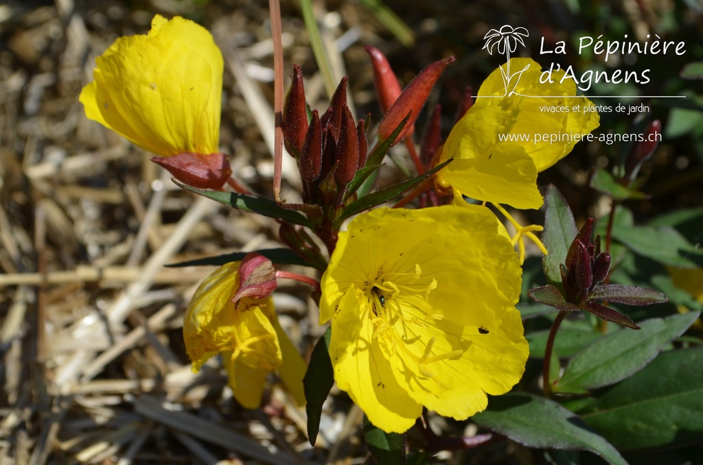 Oenothera fruticosa 'Sonnenwende' - La pépinière d'Agnens