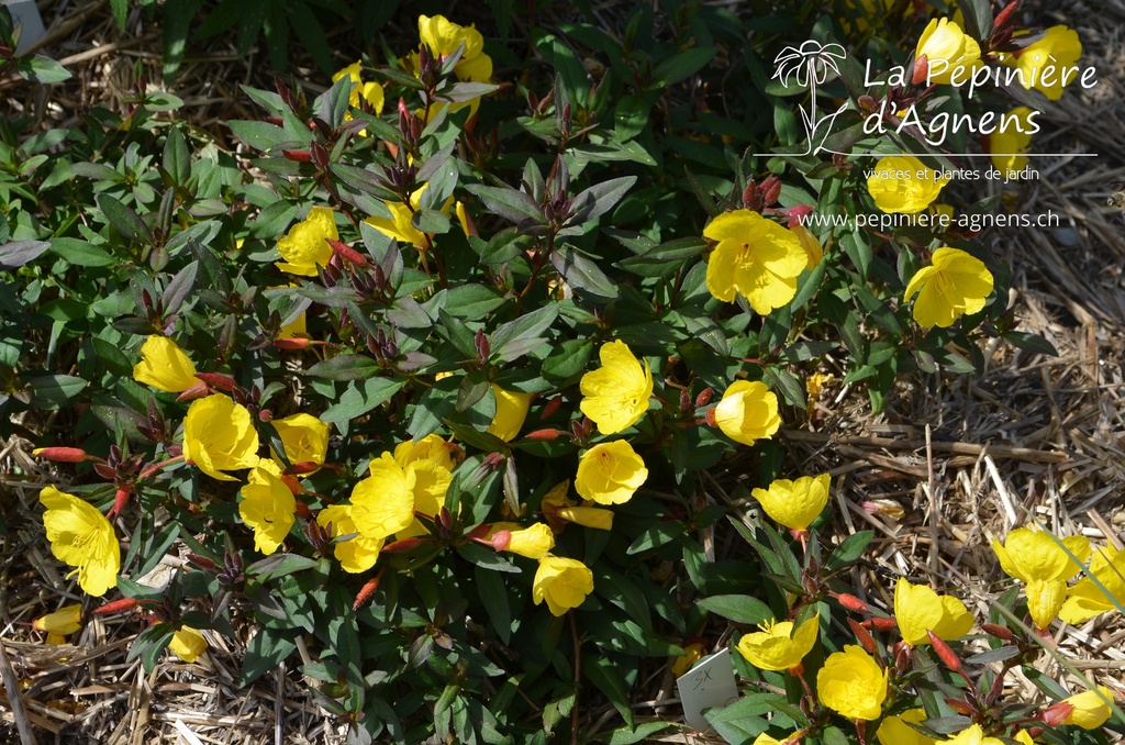 Oenothera fruticosa 'Sonnenwende' - La pépinière d'Agnens