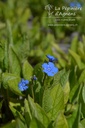 Omphalodes verna - La pépinière d'Agnens