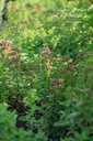 Origanum vulgare 'Compactum' - La pépinière d'Agnens