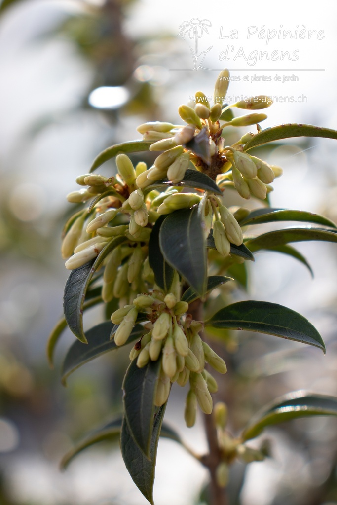 Osmanthus x burkwoodii - La pépinière d'Agnens