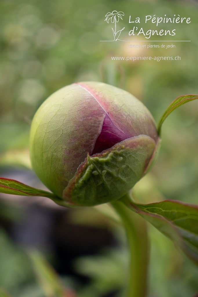 Paeonia lactiflora 'Red Charm' - La pépinière d'Agnens