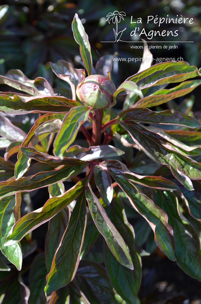 Paeonia lactiflora 'Red Charm' - La pépinière d'Agnens