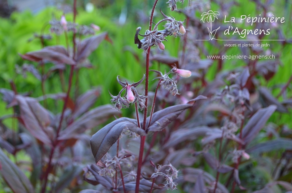 Penstemon digitalis 'Dark Tower' - La pépinière d'Agnens