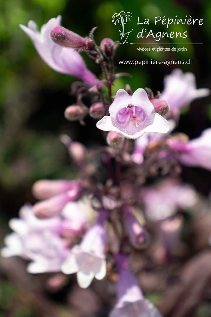 Penstemon digitalis 'Dark Tower' - La pépinière d'Agnens