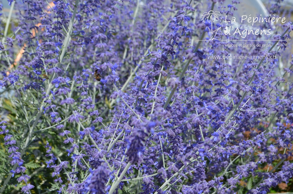 Perovskia atriplicifolia 'Blue Spire' - La pépinière d'Agnens