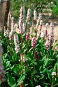 Persicaria affinis 'Superbum' - La pépinière d'Agnens