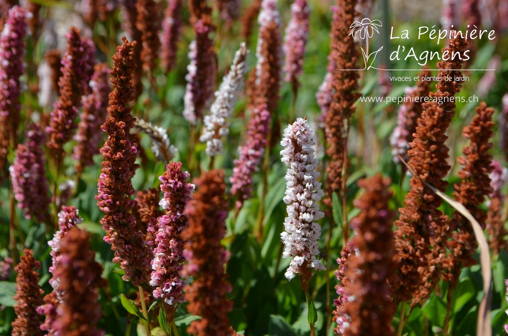 Persicaria affinis 'Superbum' - La pépinière d'Agnens