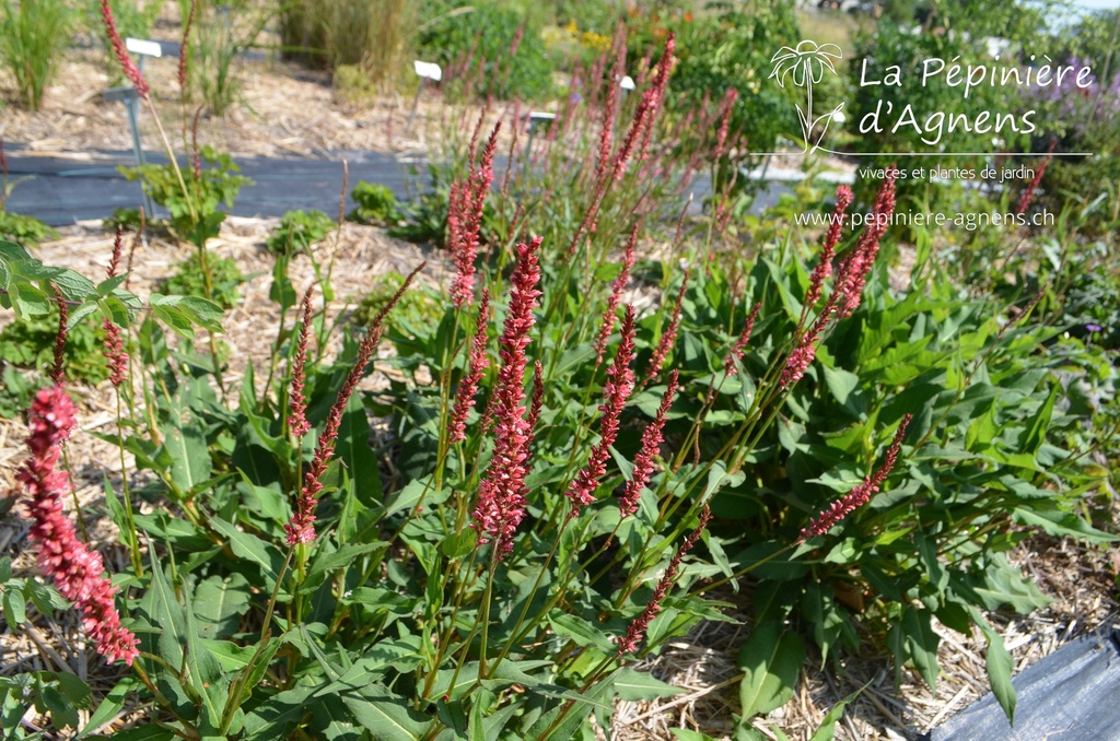 Persicaria amplexicaulis 'Orange Field' - La pépinière d'Agnens