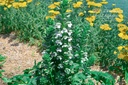 Acanthus mollis 'Rue Ledan'